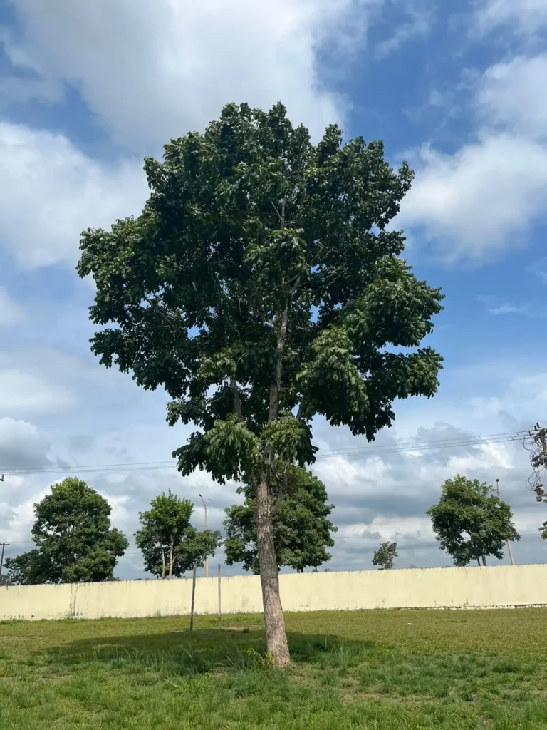 mogno africano mogno africano