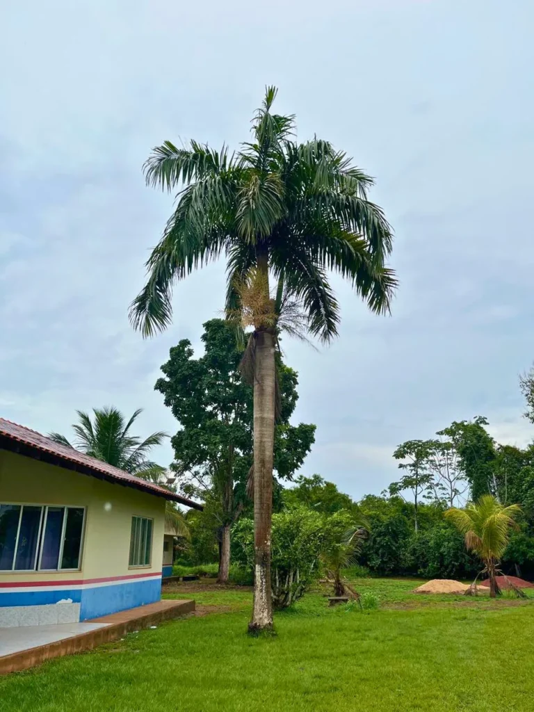 Início Palmeira Imperial Inicio 1 768x1024