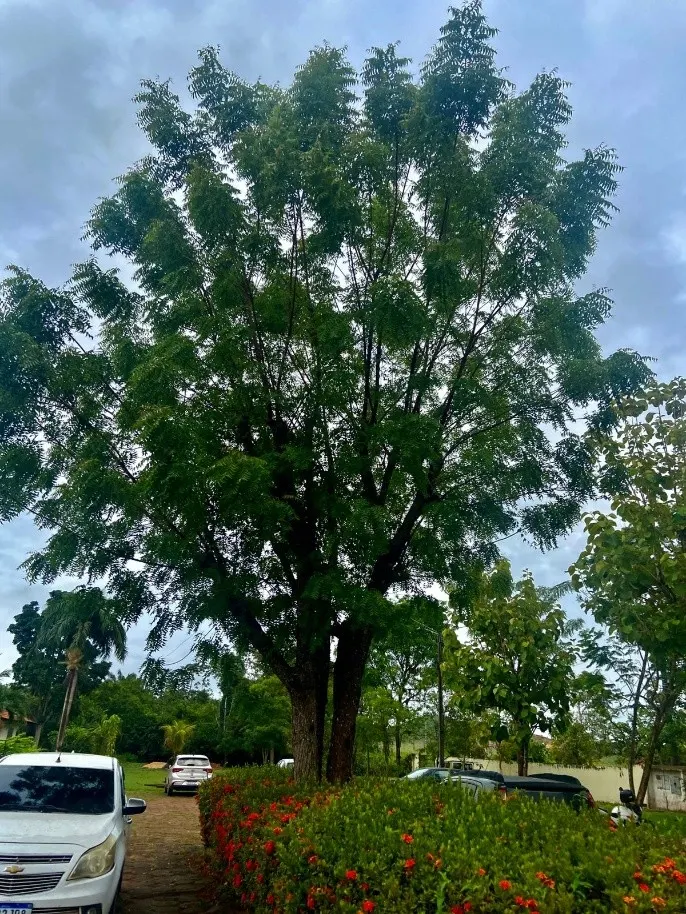 arvore neem arvore neem