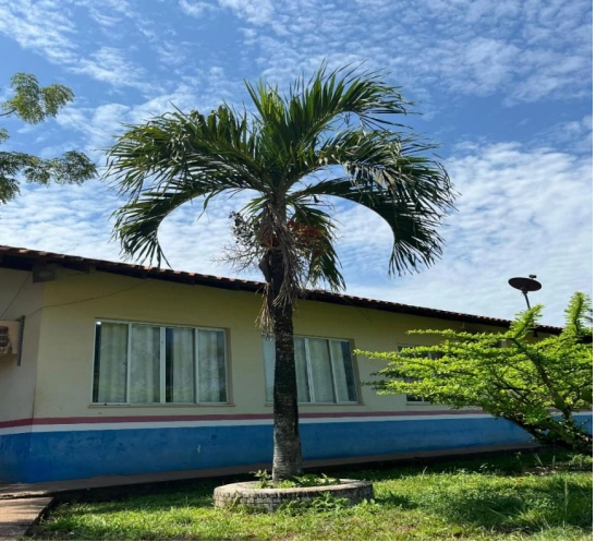 palmeira imperial menor